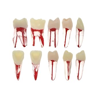 10 Pcs Dental Root Canal Practice Model Teeth for Pulp Study RCT Endo File M8007-10
