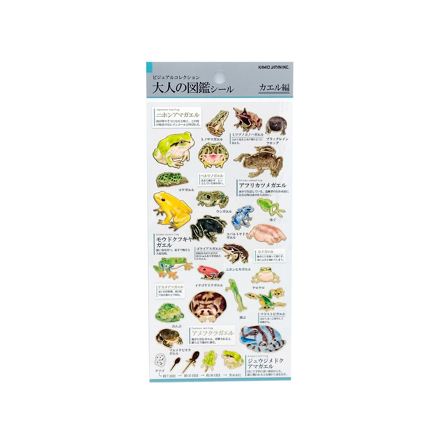 ★かえるページ★ Amazon | カミオジャパン シール 大人の図鑑シール カエル