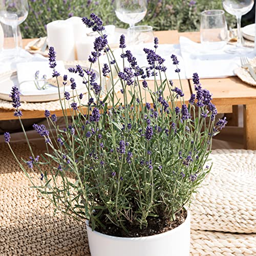 Lavandula Angustifolia