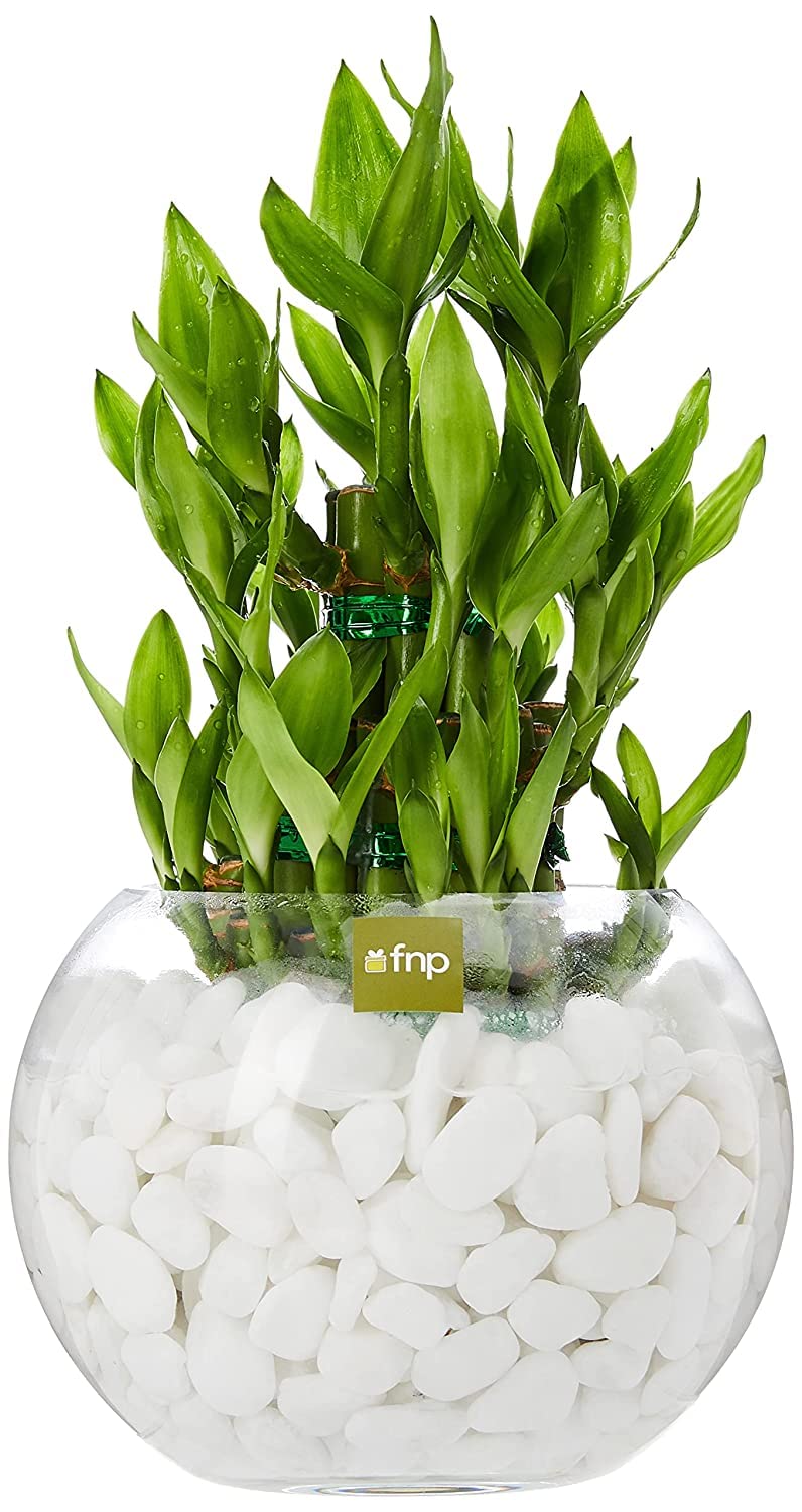 FnP 3 Layer Lucky Bamboo Plant