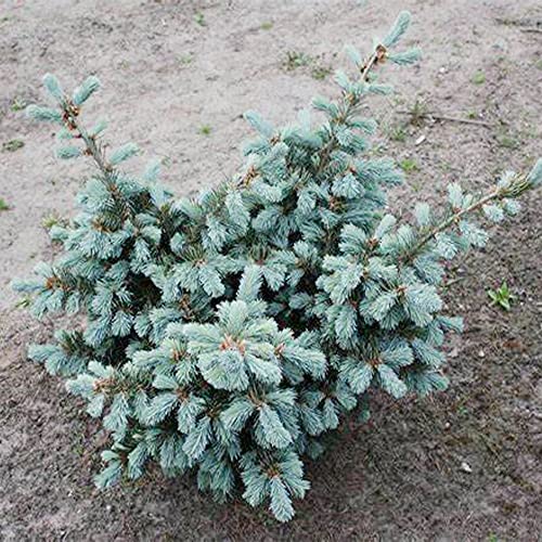 Qauzuy Garden 20 Blue Douglas Fir Seeds, Doug-Fir, Red Fir, Oregon Pine, Douglas Pine, Columbian Pine Seeds - Fragrant Evergreen Tree Seeds To Plant Garden Outdoor #TOP5