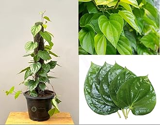 Live Betel Leaf| Magai Paan| Sweet Paan| Indoor & Outdoor 1Healthy Live Plant Suitable For Your home Garden Pack of 1