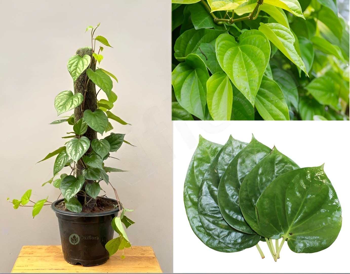 Oxiflora®Live Betel Leaf| Magai Paan| Sweet Paan| Indoor & Outdoor 1Healthy Live Plant Suitable For Your home Garden Pack of 1