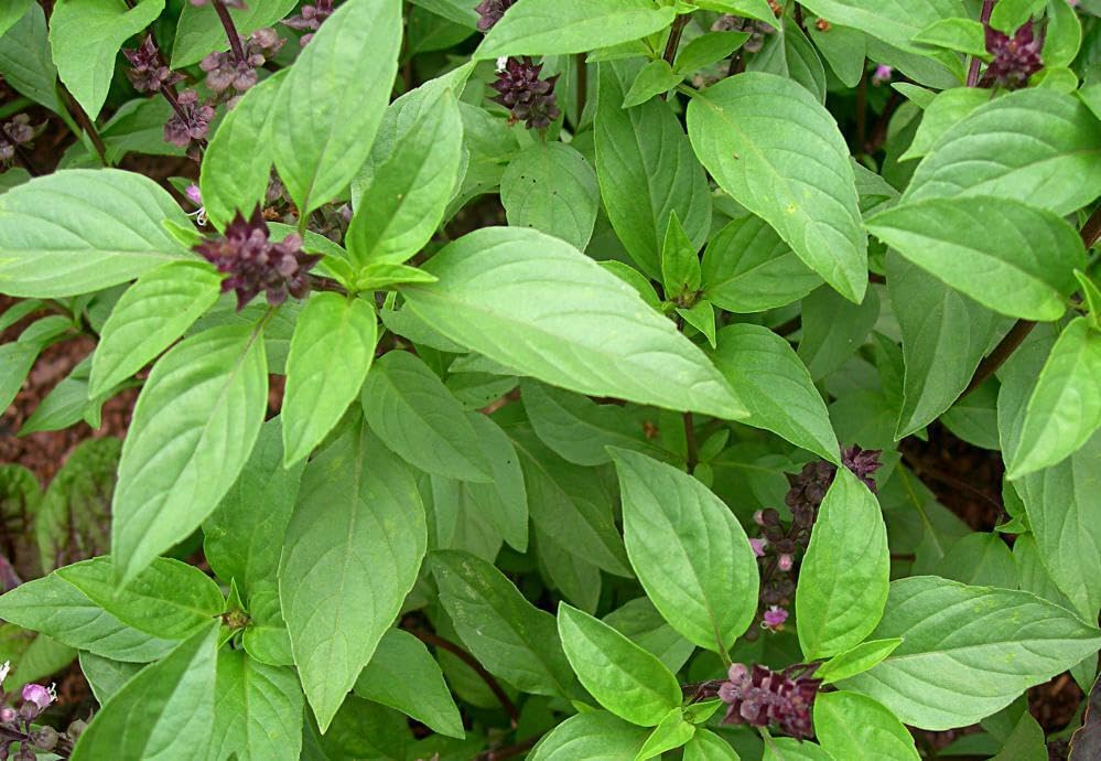 Buy4seeds 1200 Seeds herb Basil Thai siam Queen ocimum basillicum Easy to Grow