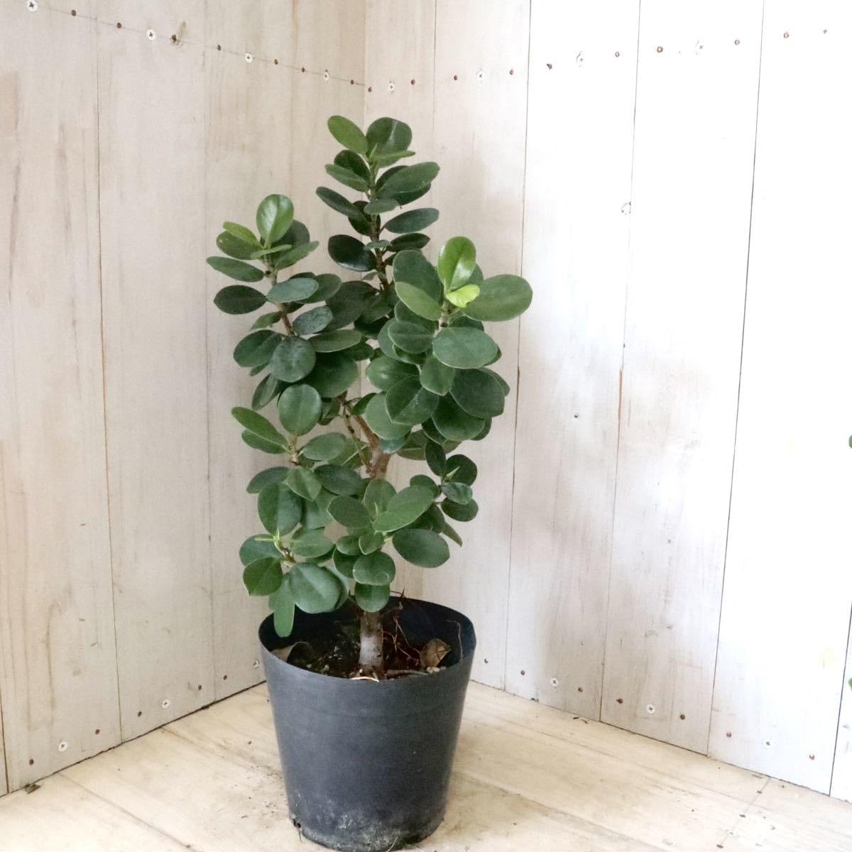 Amazon.co.jp: 尖閣カジュマル ガジュマル ゴムの木 観葉植物 : ホーム