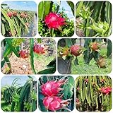 fruta del dragon plantacion Los jardineros llevan años plantando estas plantas de colores brillantes.