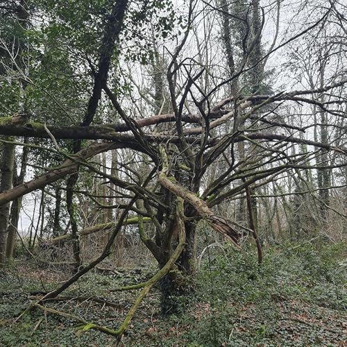 Sound Escape 262. Be soothed by gentle rain and birdsong