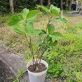 山野草 フタリシズカ 二人静 抜き苗5本 花 #2