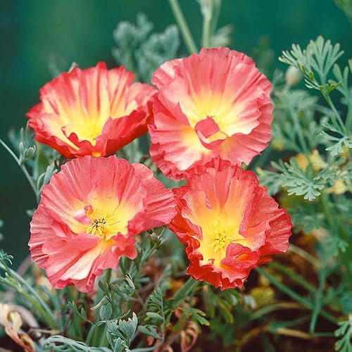 Miniatura 3 de Outsidepride Eschscholzia Californica Rose Chiffon California Poppy Garden Flower Seed - 100 Semillas