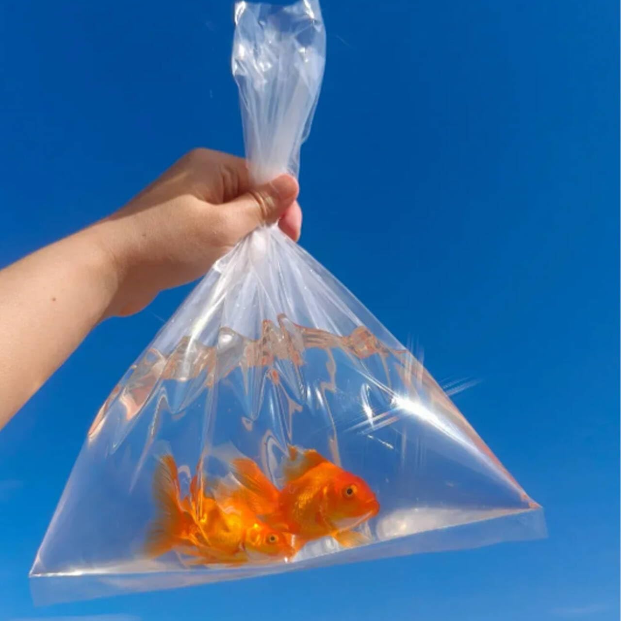 100 Pcs 6"x12" Clear Fish Shipping Bags, Leak-Proof, 2 Mil Thick Plastic Bags for Live Fish Transport and Storage