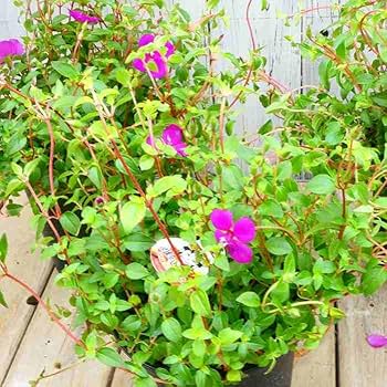 Amazon | 姫ノボタン 苗 鉢植え 4号鉢 姫野牡丹 240418 | 花