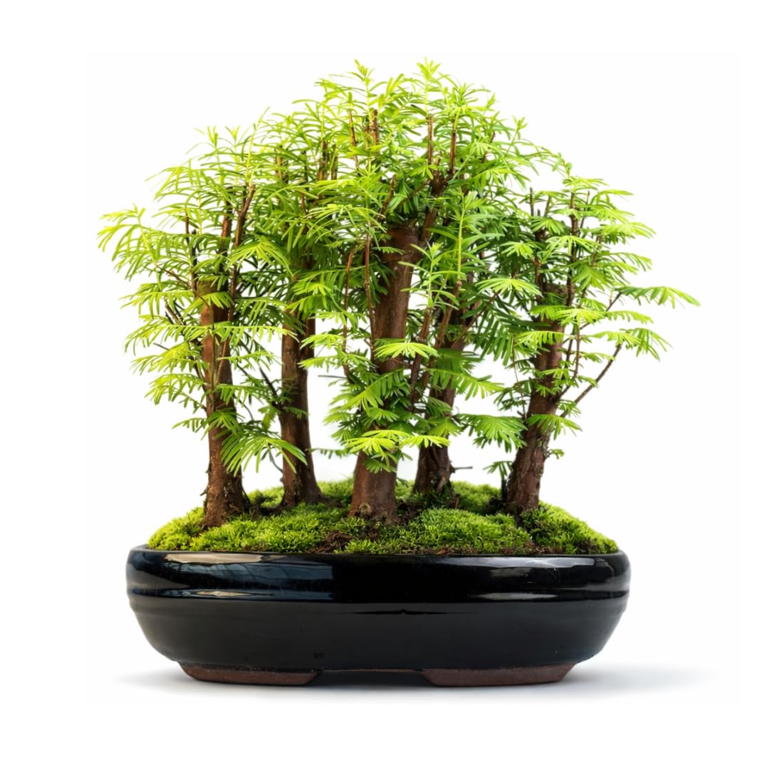 Bonsai Metasequoia Wald – Urweltmammutbaum in 26 cm Schale – Outdoor Baum – Einzigartiges Geschenk für Garten & Pflanzenliebhaber