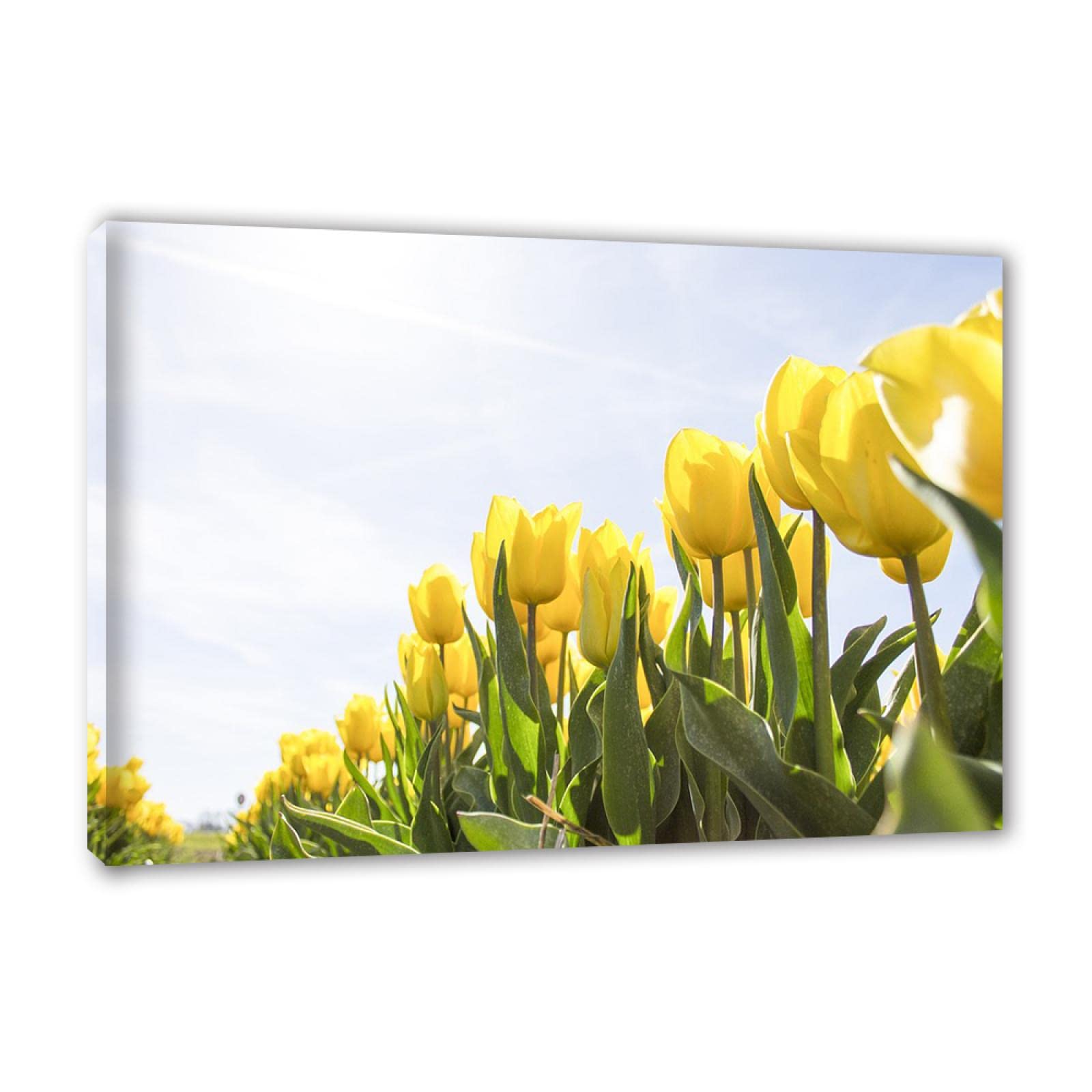 Oprawiony. Nowoczesny kwiatowy obraz na ścianę. Plakat z żółtymi tulipanami. Ponadwymiarowa sztuka ścienna. Nowoczesne obrazy do dekoracji salonu. 40 x 60 cm (15,8 x 23,7 cala) oprawione