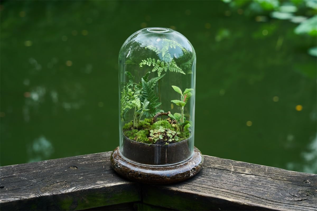 Terrario de cúpula de cristal con base y agujeros de ventilación, 7.9 x 4.7 pulgadas, vitrina transparente para plantas carnívoras, suculentas, atrapamoscas Venus y rosas eternas, caja de regalo