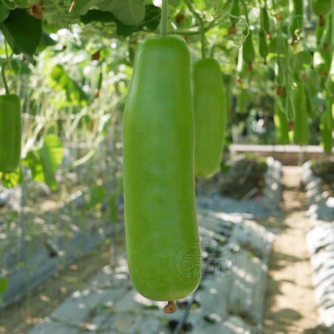 Amazon.co.jp: 中国野菜 瓠瓜 蒲瓜 夕顏 種 10粒 : DIY・工具・ガーデン