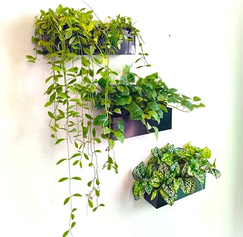 Miniatura 5 de LaLaGreen Wall Planter - 3 Pack, 12 Inch Wall Hanging Plant Holders White, Large Long Rectangular Metal Wall Mounted Flower Pots, Window Sill