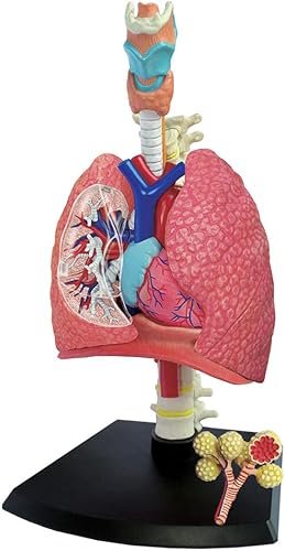 TEDCO 4D Modelo de sistema respiratorio