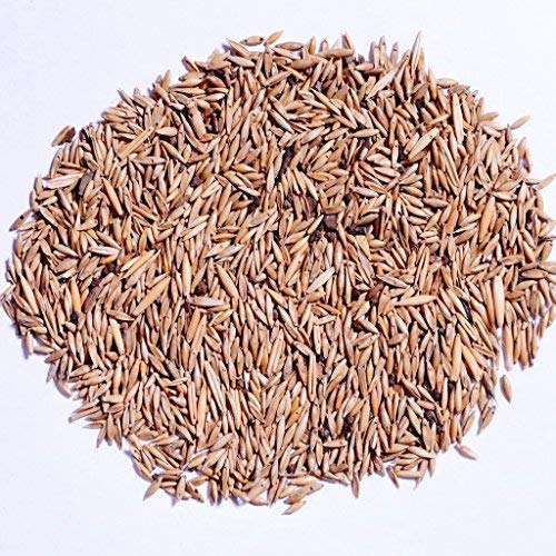 RK Seeds-Bamboo seeds Giant thorny bamboo,Indian thorny bamboo,spiny/thorny bamboo, clumping bamboo, Bambusa bambos,Bambusa arundinacea for farming/fencing/garden/garden outdoor - Pack of 350 g (B0CLQGDK97) Amazon Price History, Amazon Price Tracker