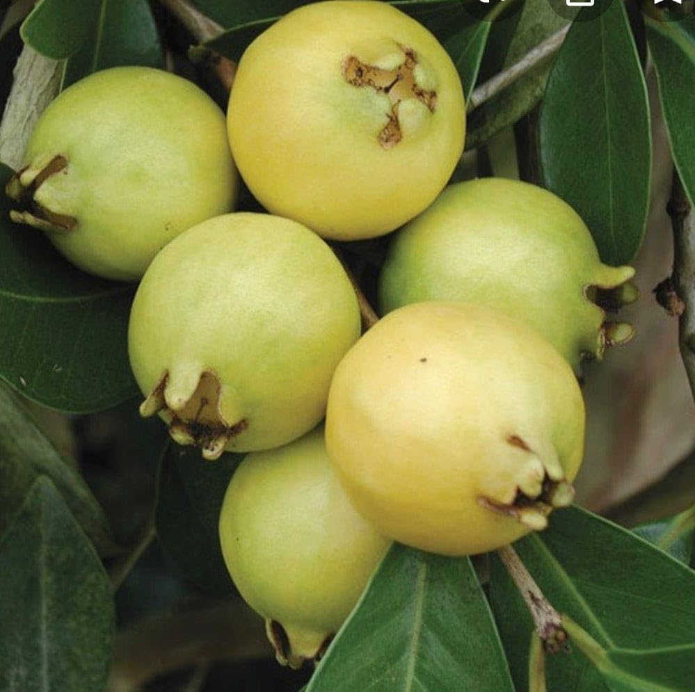 Image of GreenWorld Rare Very Cute Tropical Thai Yellow Strawberry Guava /Lemon Guava Fruit Plant,(GRAFTED) Healthy Live Plant,''Fruit After 1 Year''