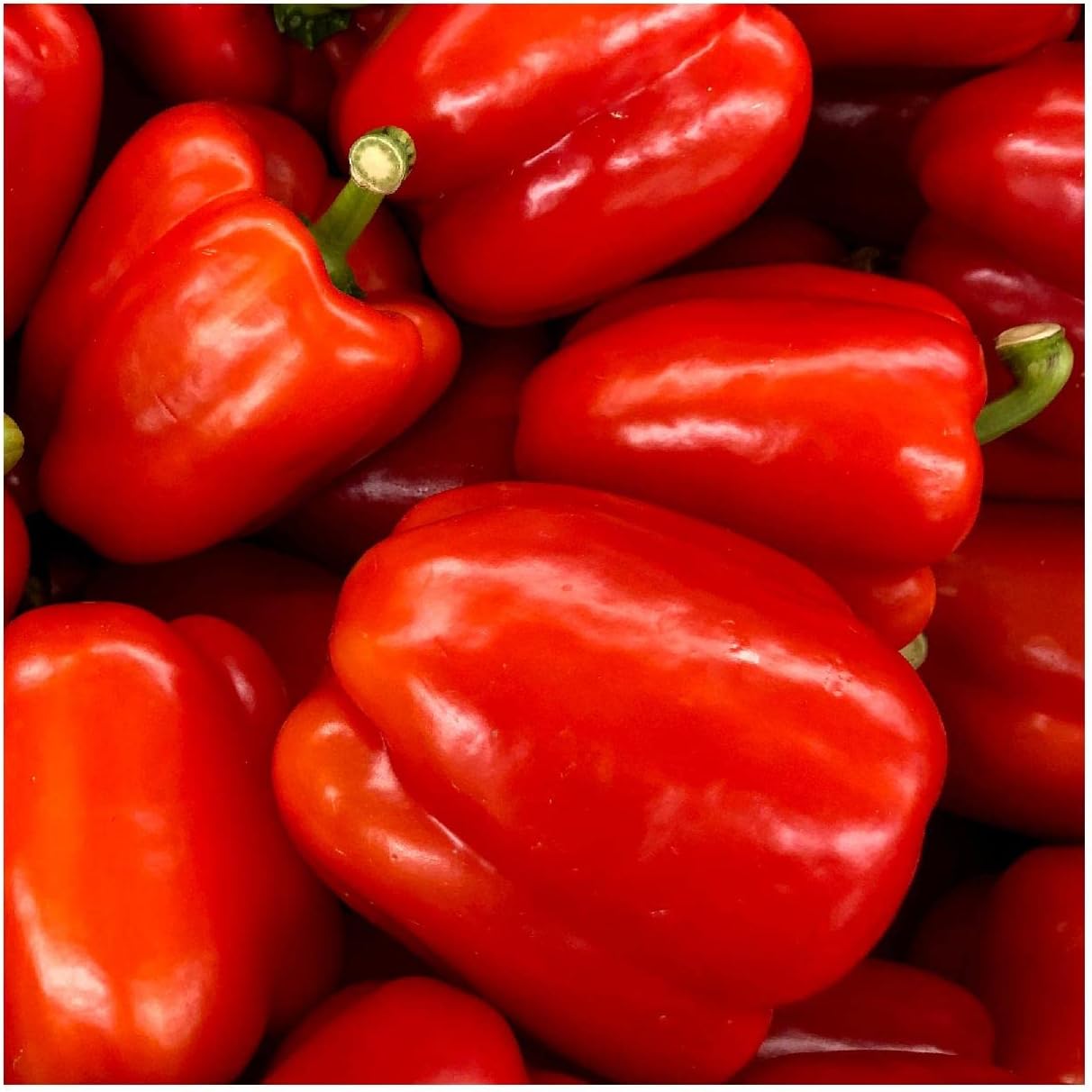 Everwilde Farms - 1 Lb California Wonder Sweet Pepper Seeds - Gold Vault