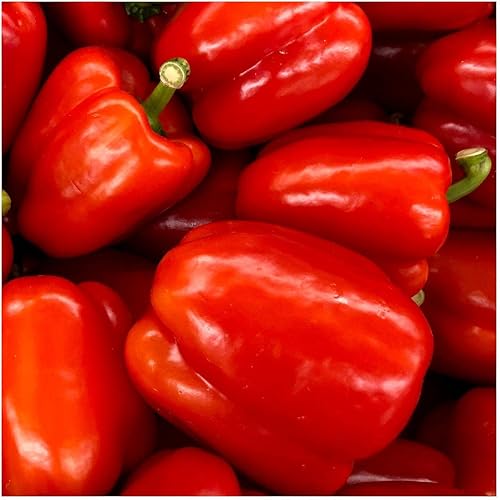 Miniatura 3 de everwilde explotacionesCalifornia Wonder SweetSemillas de Pimienta Oro Vault