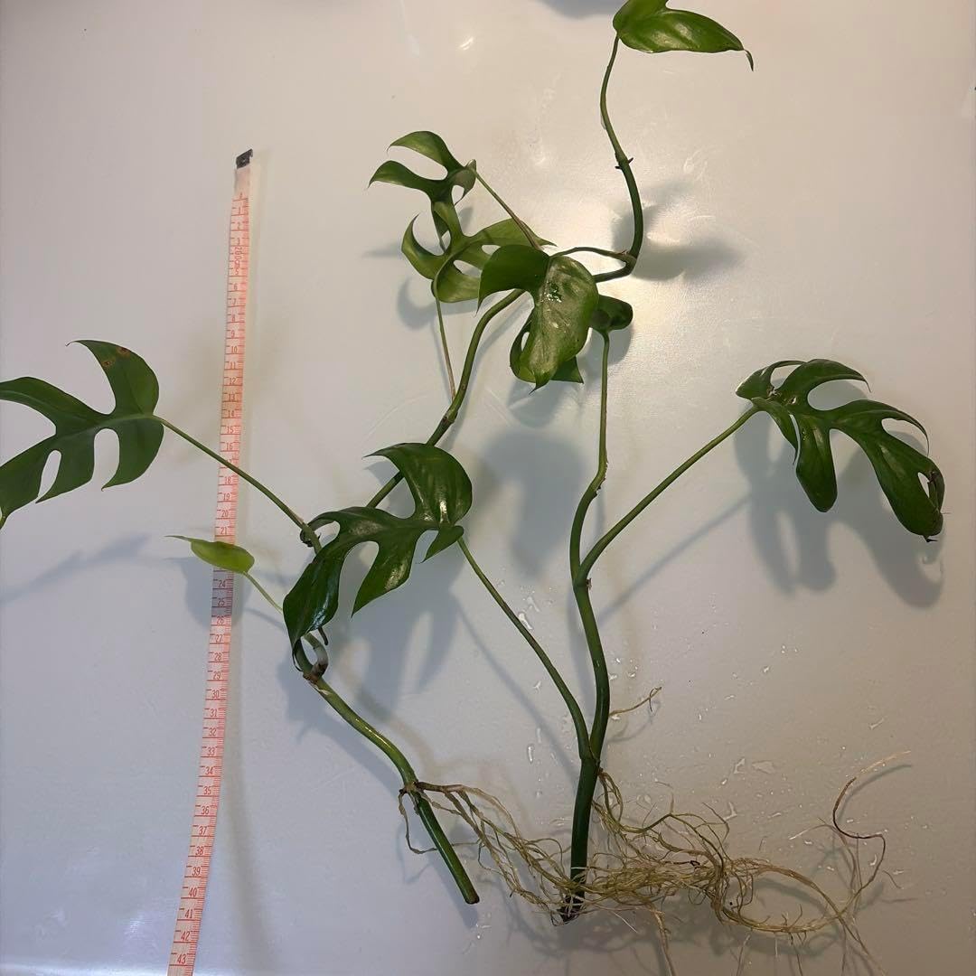 Princess Monstera, Ornamental Plant, Root
