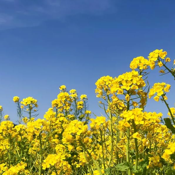 Premium Rapeseed - 2000 Seeds - Cold-Tolerant Brassica Flower Seed, Ideal for Ornamental Gardening, Edible Uses, Spring/Fall Planting & Soil Improvement