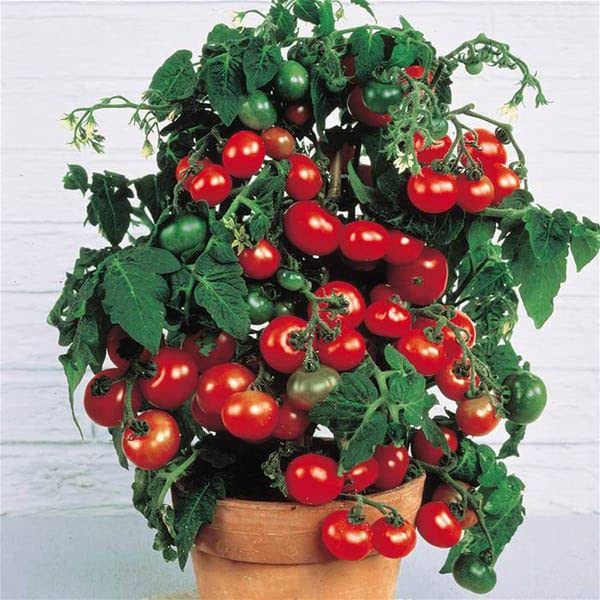 Tiny Tim Dwarf Tomato 25 Seeds Pack-image-39