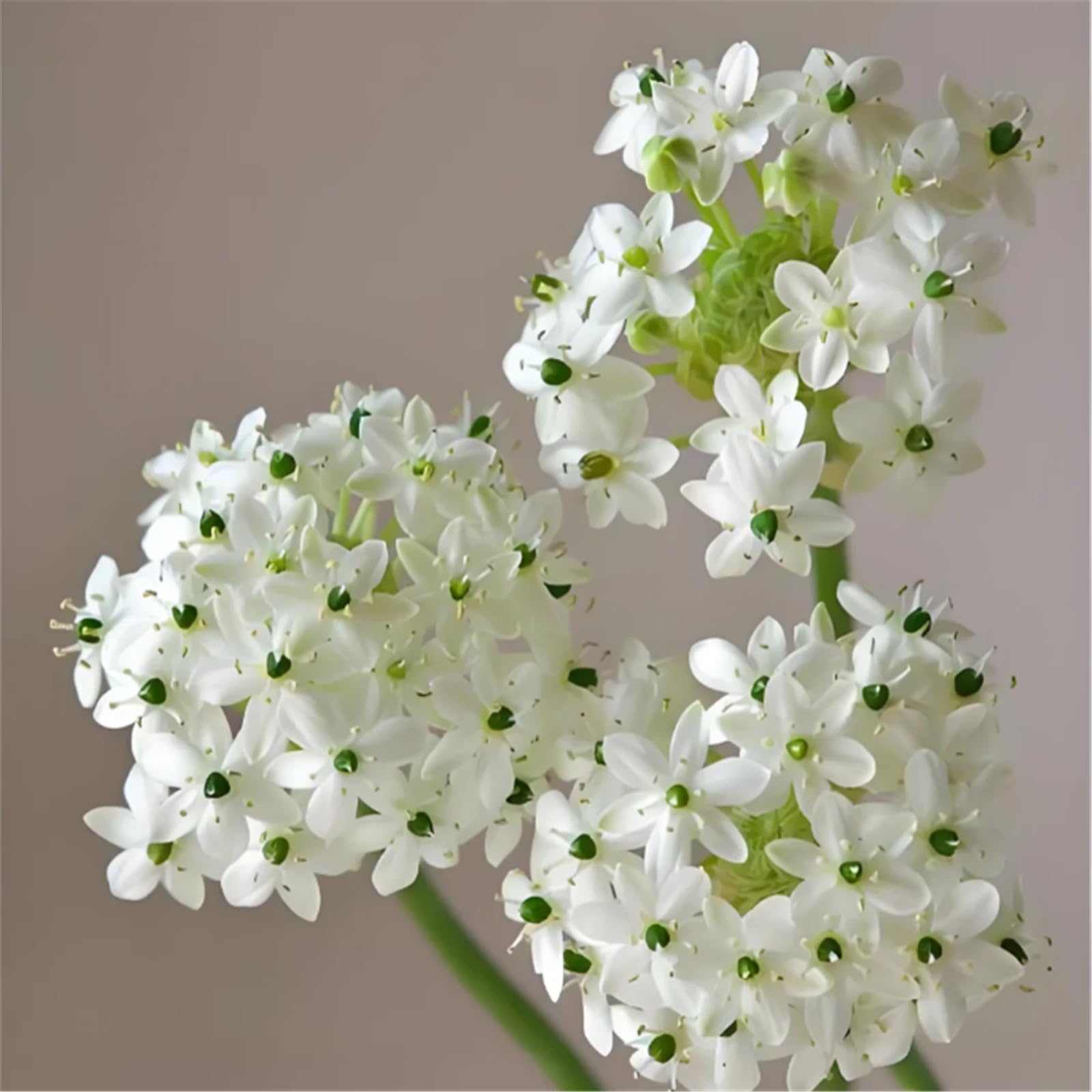 Flowering Star of Bethlehem Ornithogalum Bulbs Excellent Display Indoor Perennial Balcony Garden Bulbs Can Be Potted Aromatic-4bulbs-G