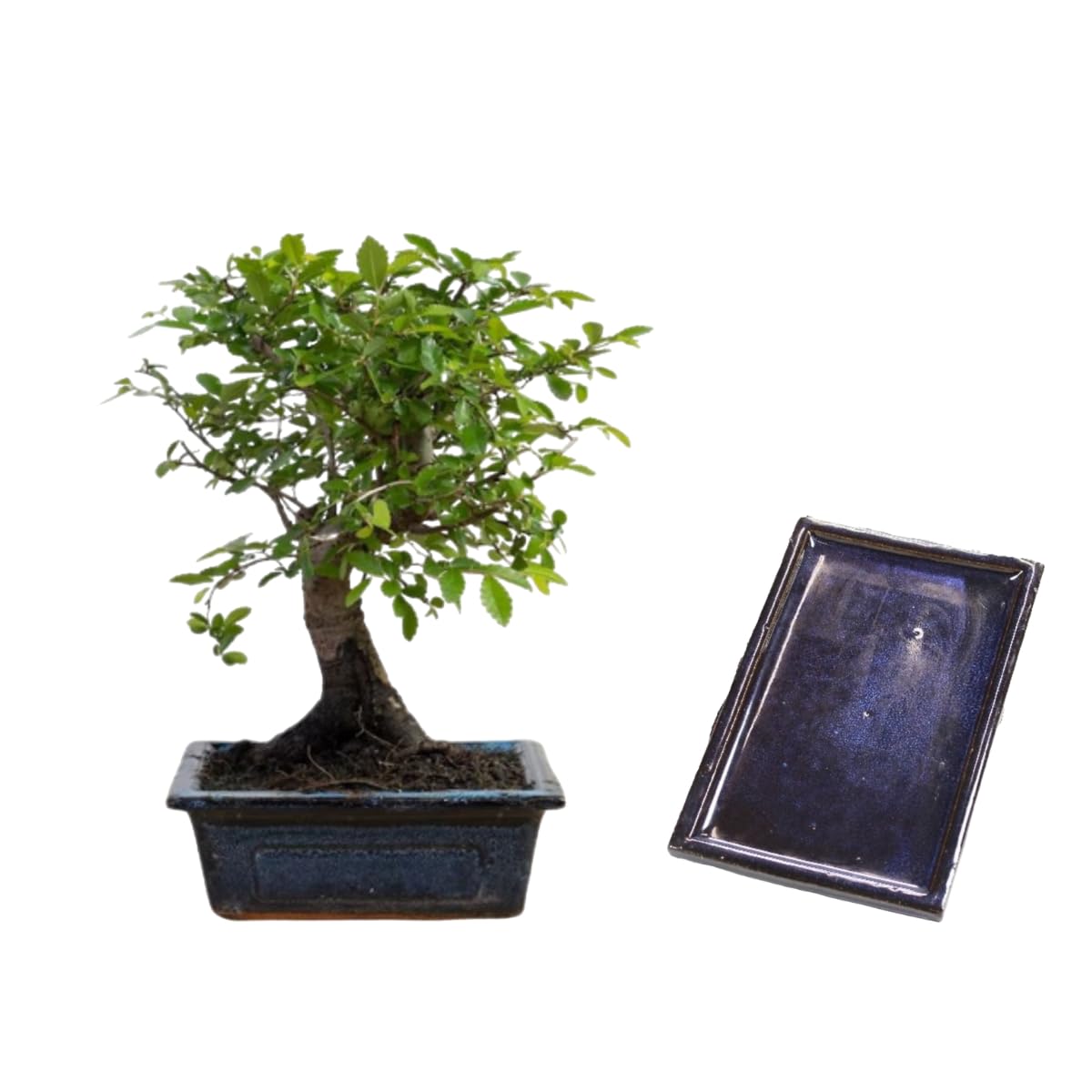 Verdecora Bonsái Zelkova 5 años | En maceta de cerámica 15x10x5cm + plato | Zelkova Parvifolia | Planta Natural de Interior | Follaje Elegante y Ramificación Compacta | Ideal para Decoración Zen