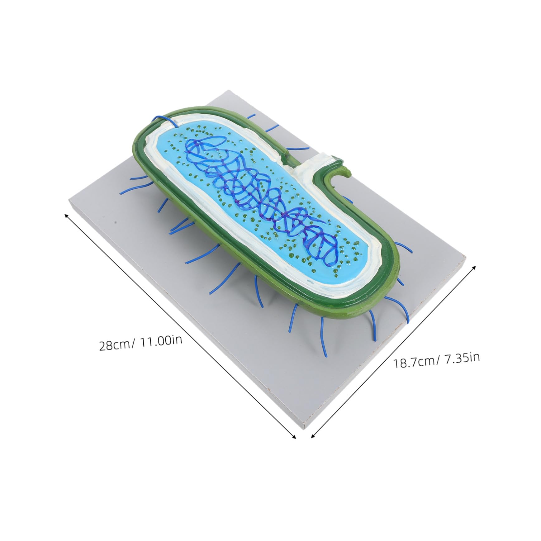 Gewebekultur-Modell für Biologieunterricht Zusammenbaubares Anatomisches Modell mit Zellkern und Organellen Unterrichtsmodell für Schüler