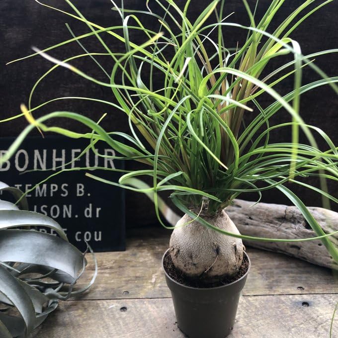 Amazon｜ポニーテール トックリラン ノリナ 観葉植物 おしゃれ｜観葉