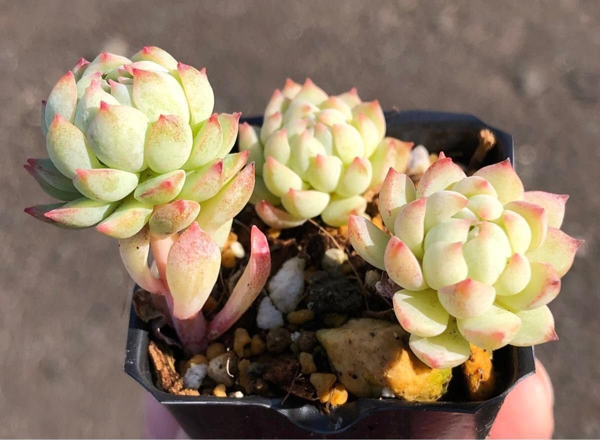 Amazon.co.jp: ピンクローサ 抜き苗 3頭 エケベリア 多肉植物 : ホビー