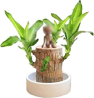 Brazilian Lucky Wood Plant Kit, Lucky Wood Doesn't Need to Wait to Sprout, Natural Air Cleaner, Suitable for Home Office Desk Decor (E)