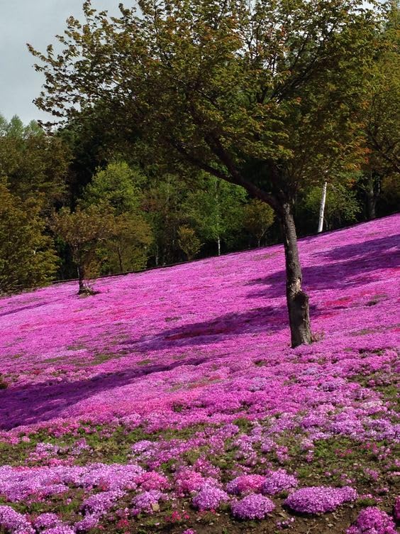 1000+Thyme Germination Units Boost Your Health and Garden Ecosystem