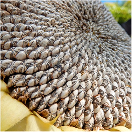 Seed Needs, 300+ Large Mammoth Grey Stripe Sunflower Seeds For Planting (Helianthus Annuus) These Giant Sun Flowers Attract Hummingbirds, Bees And Butterflies (Pollinators) Bulk #TOP1