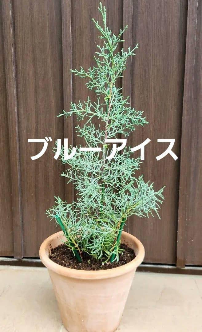 Amazon.co.jp: ブルーアイス コニファー テラコッタ鉢植え 苗