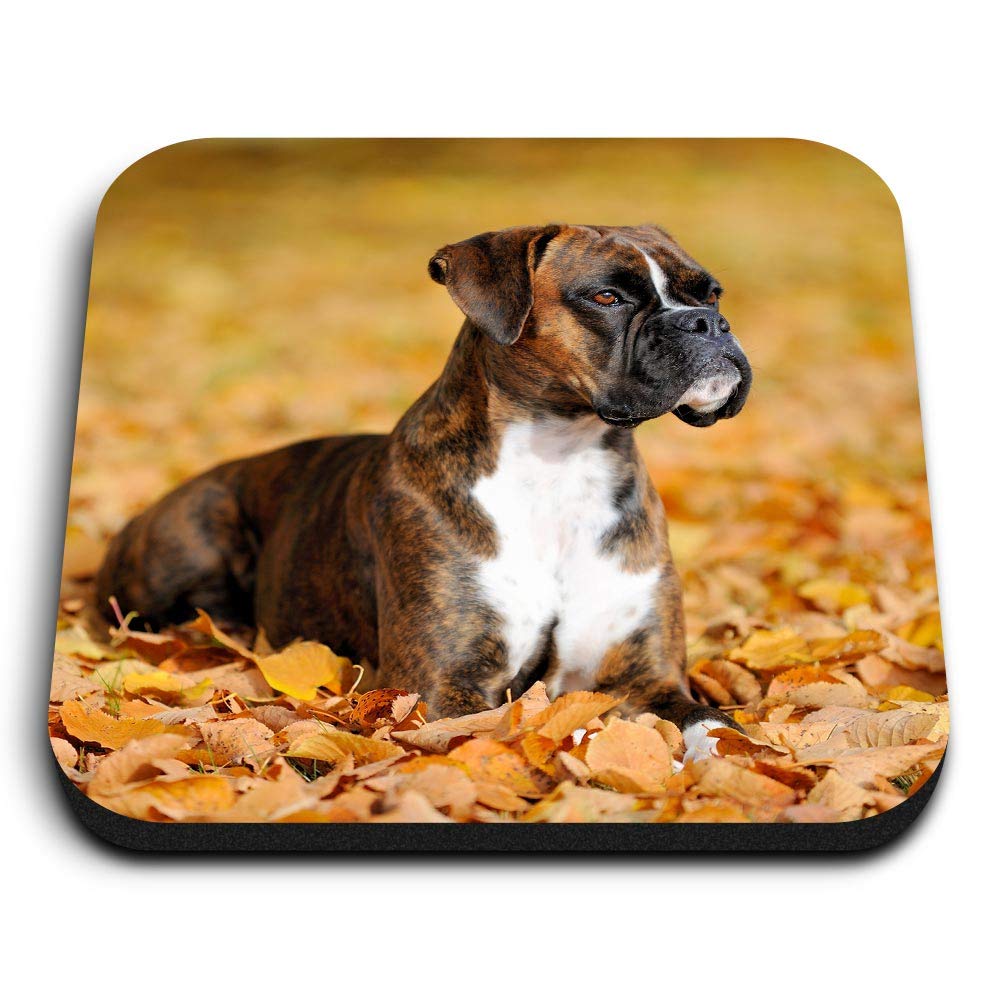 1 x Square MDF Fridge Magnet - Boxer Puppy Autumn Leaves Dog 16251