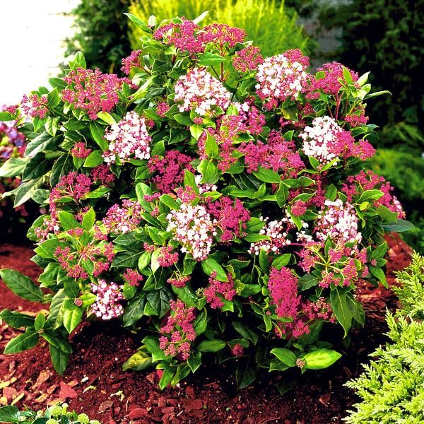 buy wisteria plant American Wisteria (Wisteria frutescens) main image 1