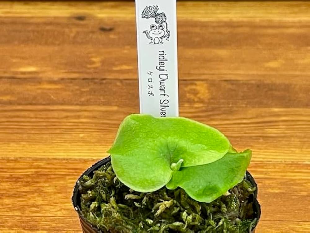 Amazon｜frog_yamato【ridleyi dwarf silvery】リドレイ ドワーフ