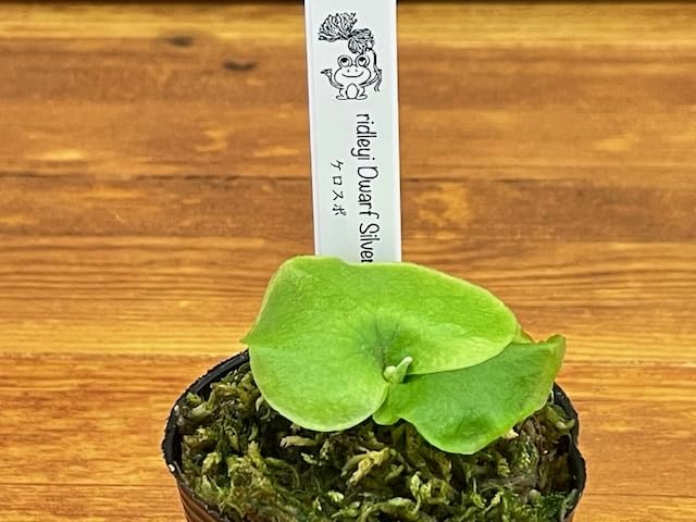 Amazon｜frog_yamato【ridleyi dwarf silvery】リドレイ ドワーフ