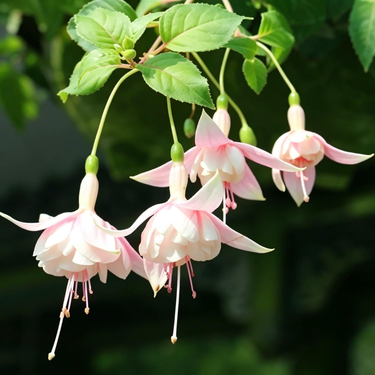 Fuchsia Seeds-Hardy Perennial， Excellent Display Indoor，Balcony，Garden