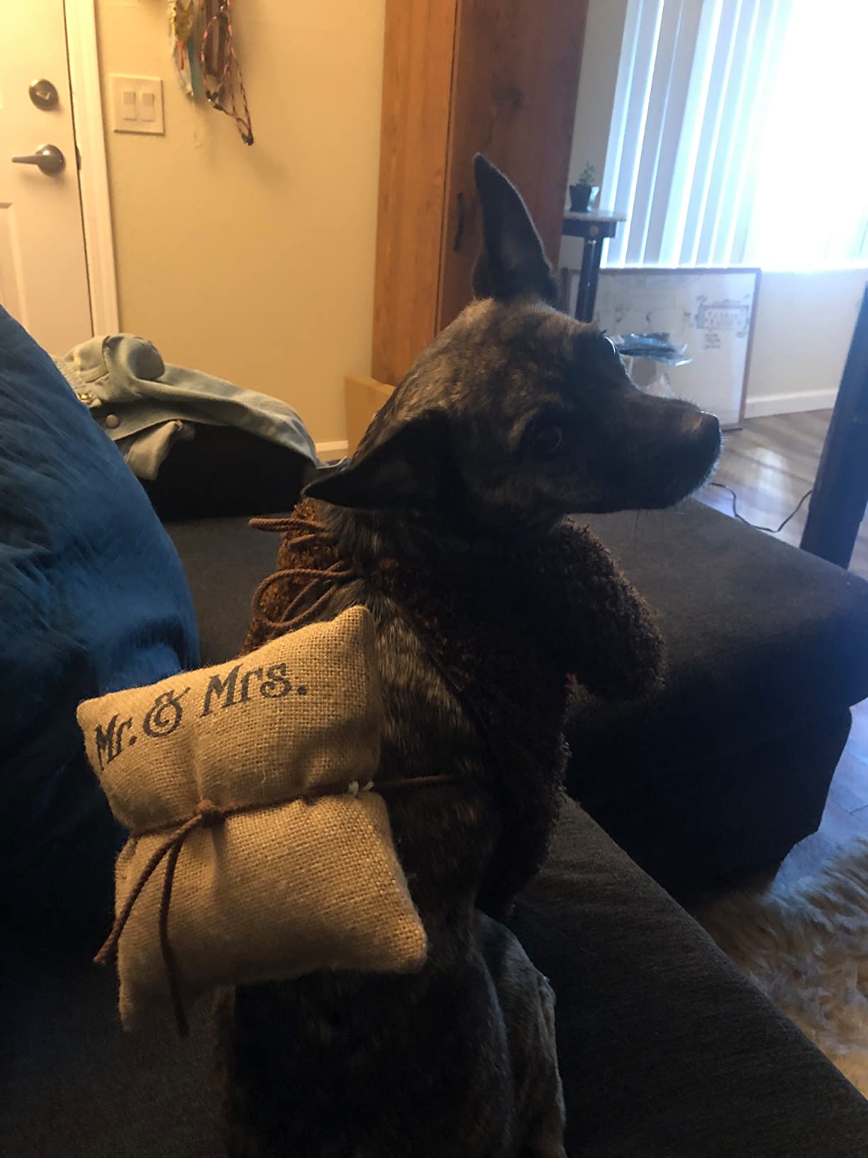 8-mo-finance-teddy-bear-pet-costume-buy-now-pay-later