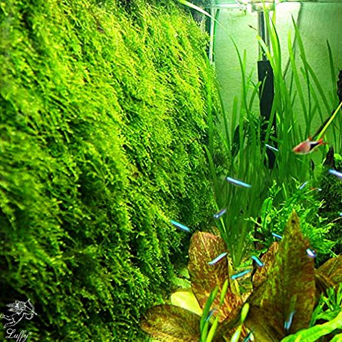 Luffy Wild Christmas Moss in Loose Form Lush, Green Moss for Aquarium Decor - Create a Moss Wall or Moss Carpet - Soft and Comforting for Fish - Shrimp's & Fry's Food