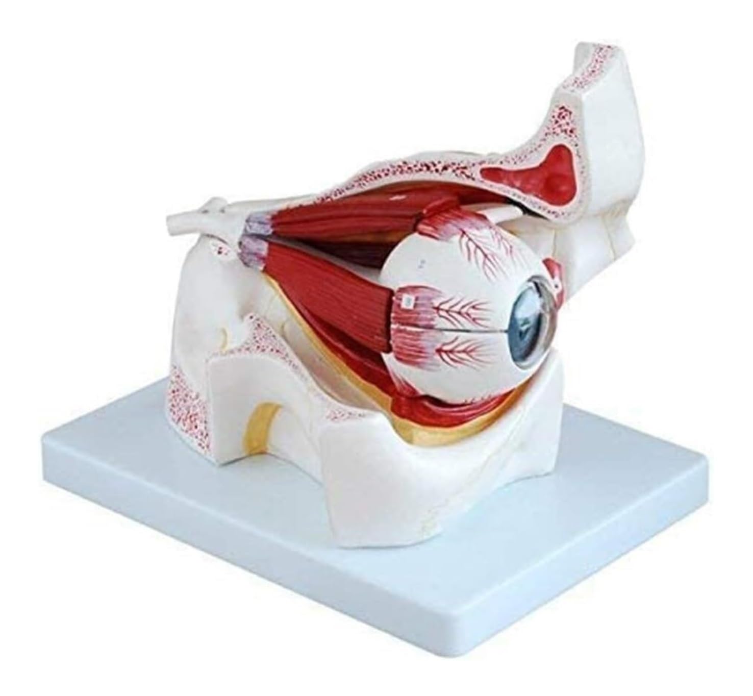 Anatomía De La Educación Modelo Anatómico De Ojo Humano Agrandado 3X, Globo Ocular Y Esqueleto Párpado, Pantalla Anatómica Órbita Muñeca de Anatomía
