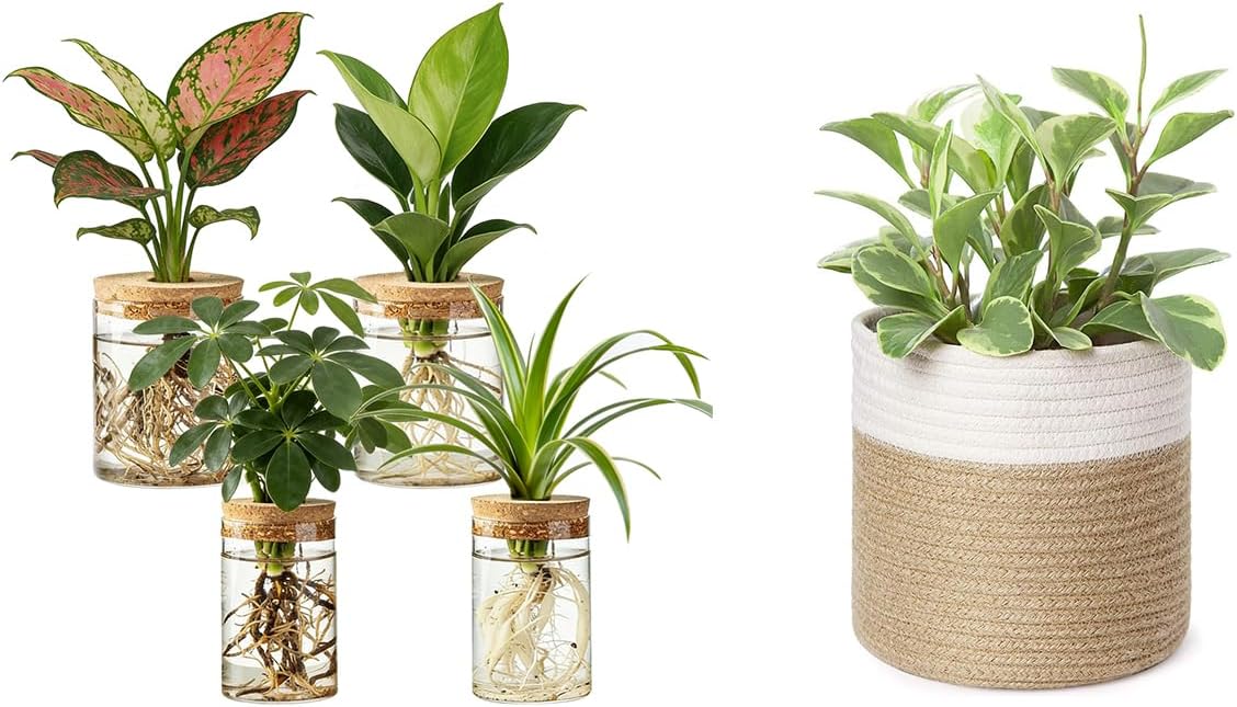 Dahey Small Cotton Rope Plant Basket and Glass Plant Propagation Stations for Indoor Plants, Living Room Home Office Bedroom Decor