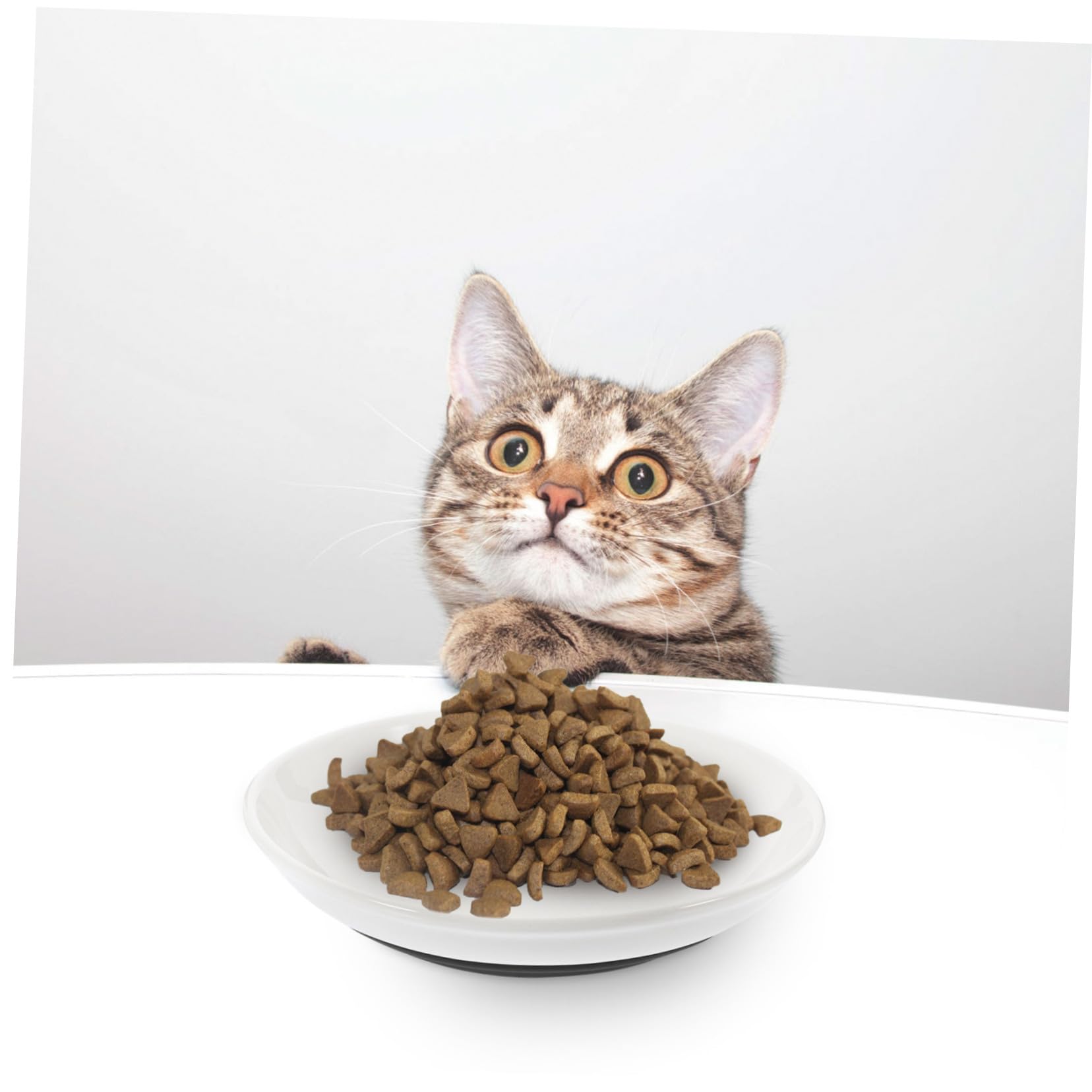 VANZACK Ciotola per Gatti in Ceramica, 3 Pezzi, Bassa e Ampia, Fondo Antiscivolo in Silicone, per Piccoli Gatti, Pappa e Acqua