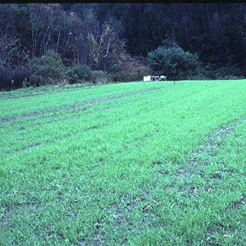 No-Till Winter Rye Seeds - 5 Lbs - Non-GMO Rye Grain Cover Crop Seeds by Mountain Valley Seed Company.
