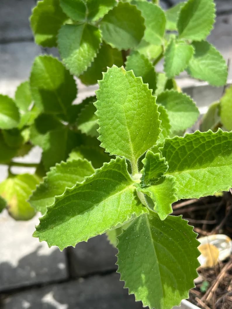 Cuban Oregano 4 Inch Cutting