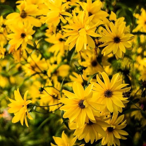 Tubérculos de alcachofa de Jerusalén de 8 onzas para plantar, bombillas de rizomas de choque de alto rendimiento para plantar, jardinería resistente